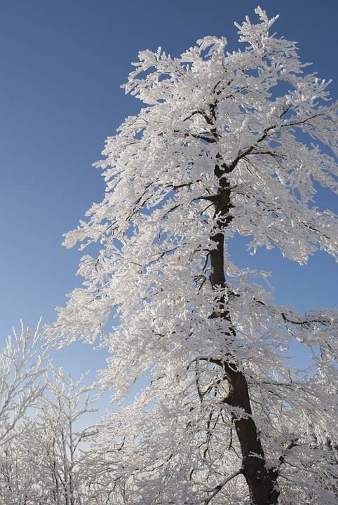 A Magical and Majestic Snow Coated Tree