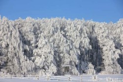 Trees Coated in White Sugary Snow
