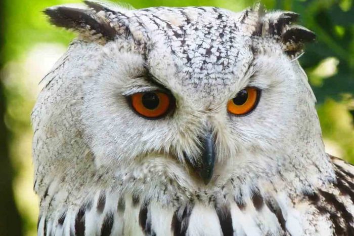 Dreaming about Owls? Find out what it means