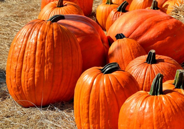 Fall pumpkin picking season is here