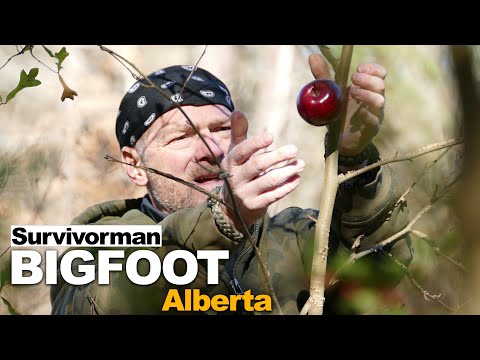 Survivorman Bigfoot in Alberta – Episode 1