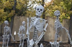 Spooky Skeleton Yard Display in Cincinnati